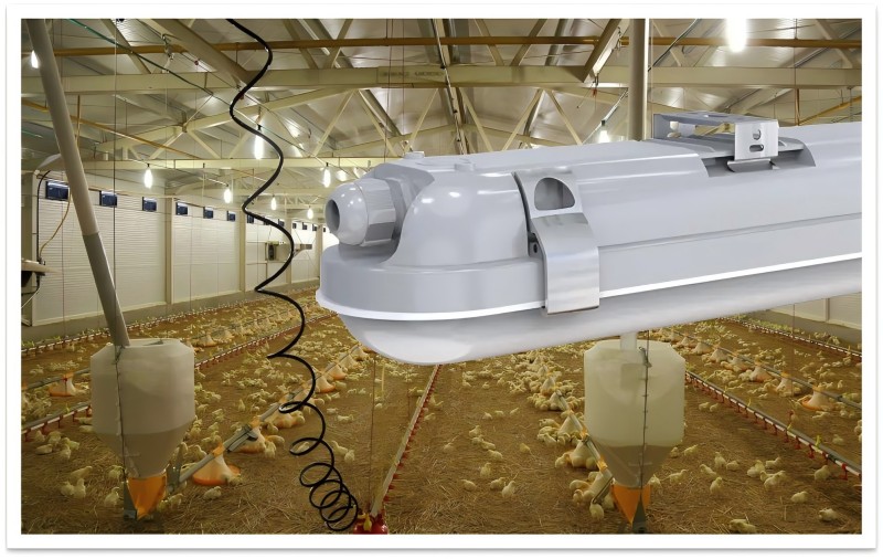 Avez-vous déjà pensé à la ferme de poulet en utilisant la lumière à l'épreuve des trois?